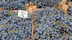 Iarmaroc la Piața Avicolă: Struguri și produse de vinificație