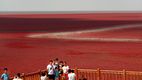 Imagini spectaculoase: Cum a apărut plaja roșie din China