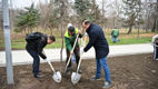 Alee de sakura, salcâmi și salcii, plantată în Parcul La Izvor
