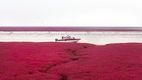 Imagini spectaculoase: Cum a apărut plaja roșie din China