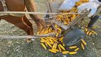 Caz tragic la Nisporeni: Un bărbat a fost târât de calul său pe câmp