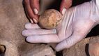 Un ou de găină, vechi de 1.000 de ani, a fost descoperit intact