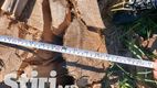 Dezastru filmat pe drum. Alertă: Copaci tăiați ilegal la Hâncești