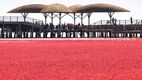 Imagini spectaculoase: Cum a apărut plaja roșie din China