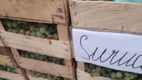 Iarmaroc la Piața Avicolă: Struguri și produse de vinificație