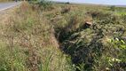 Dezastru filmat pe drum. Alertă: Copaci tăiați ilegal la Hâncești