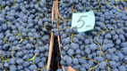 Iarmaroc la Piața Avicolă: Struguri și produse de vinificație