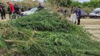 Sute de fire de cânepă, găsite de carabinieri în raionul Taraclia