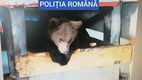 Un pui de urs, ținut captiv de un bărbat: Avea și 40 de kg de carne de urs