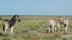 Exemplar rar: Zebră fără dungi, găsită în Namibia. Care este explicația