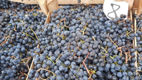 Iarmaroc la Piața Avicolă: Struguri și produse de vinificație