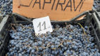 Iarmaroc la Piața Avicolă: Struguri și produse de vinificație