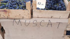Iarmaroc la Piața Avicolă: Struguri și produse de vinificație