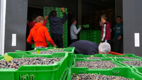 Un producător de pomușoare din Căușeni implementează noi tehnologii în agricultură