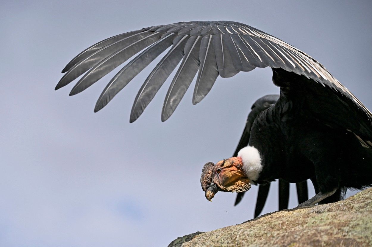 Condori andini, eliberați în sălbăticie după o reabilitare de câțiva ani