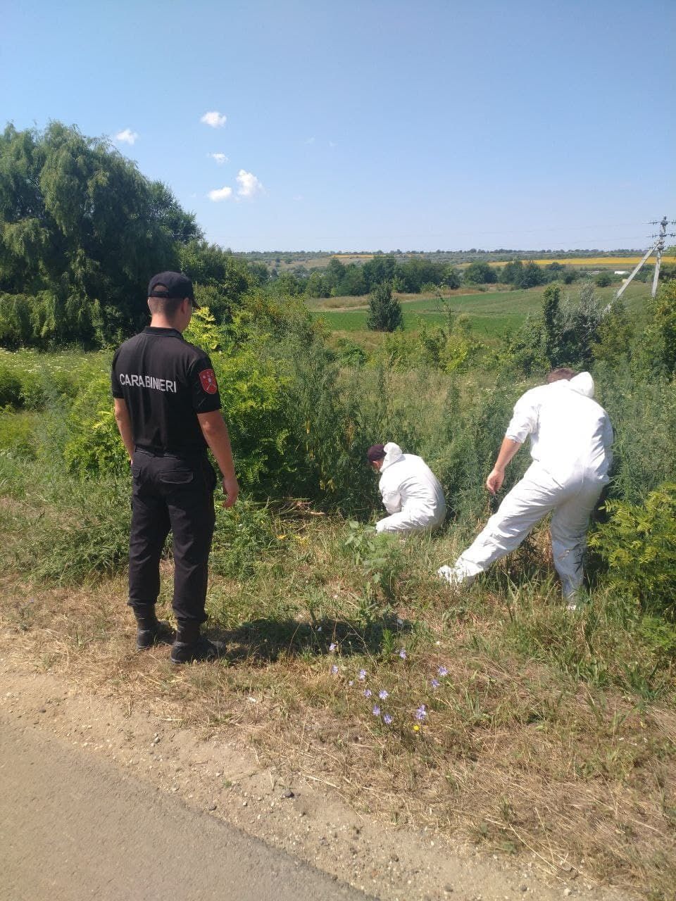 Un lot neîngrijit de circa 1 hectar cu cânepă, distrus de carabinieri