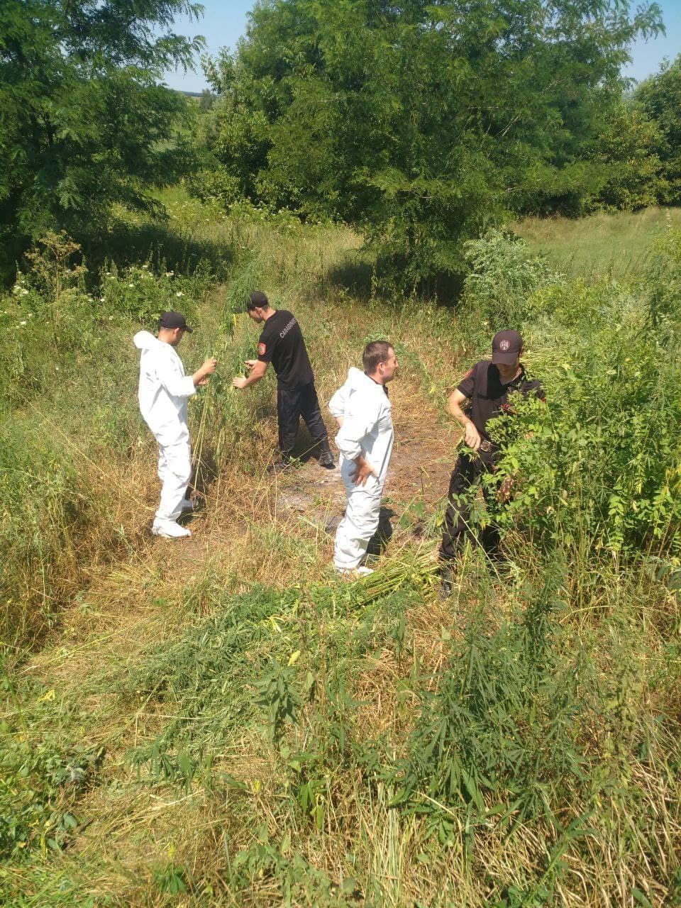 Un lot neîngrijit de circa 1 hectar cu cânepă, distrus de carabinieri
