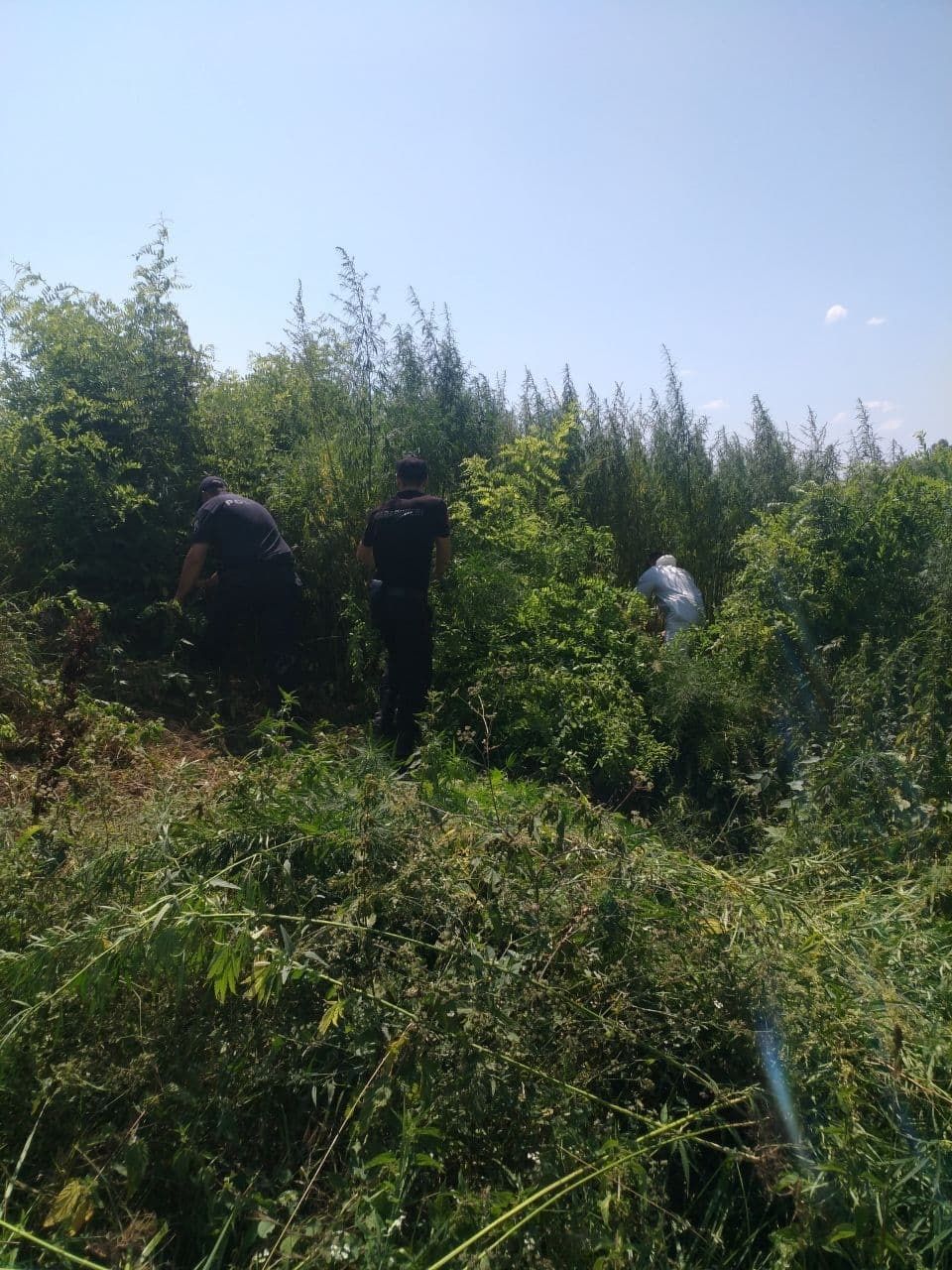 Un lot neîngrijit de circa 1 hectar cu cânepă, distrus de carabinieri