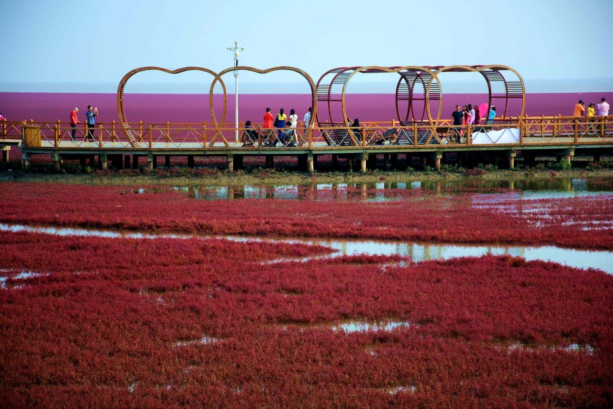 Imagini spectaculoase: Cum a apărut plaja roșie din China