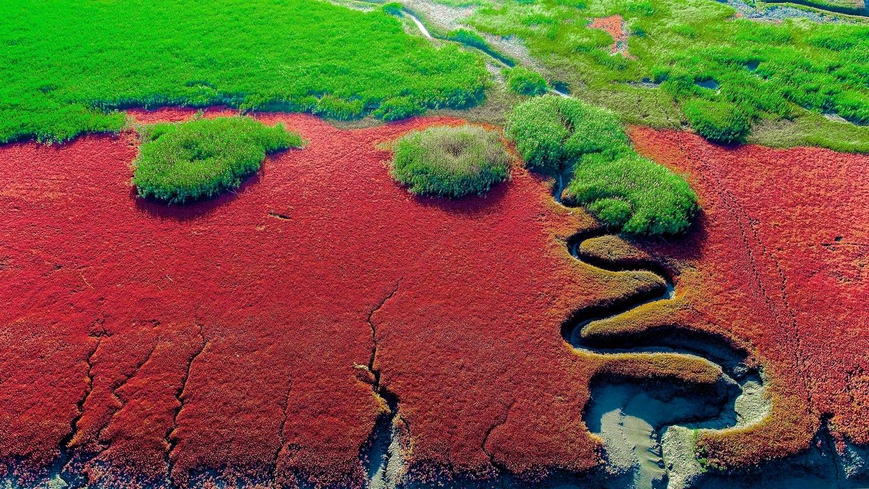 Imagini spectaculoase: Cum a apărut plaja roșie din China