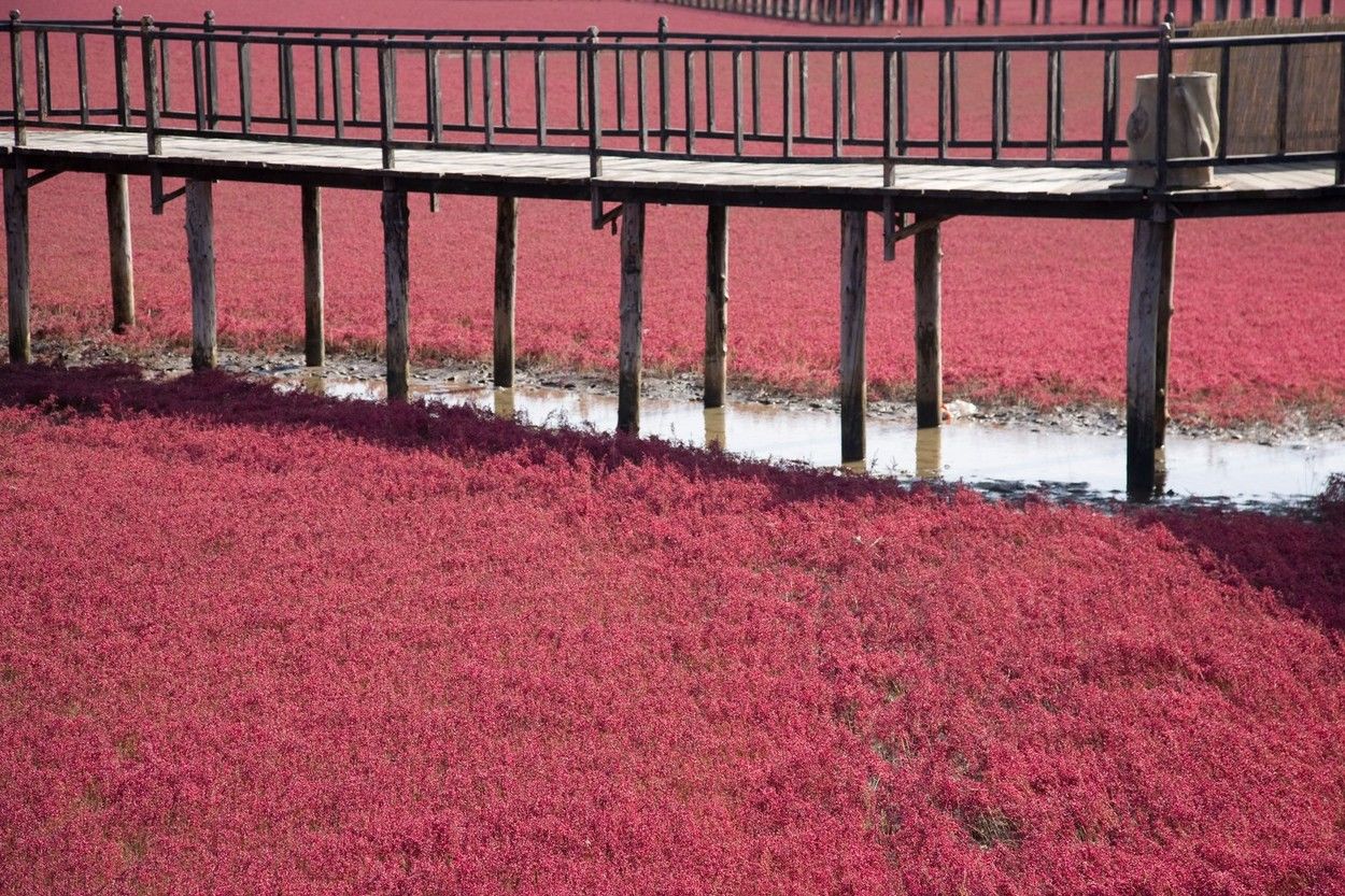 Imagini spectaculoase: Cum a apărut plaja roșie din China