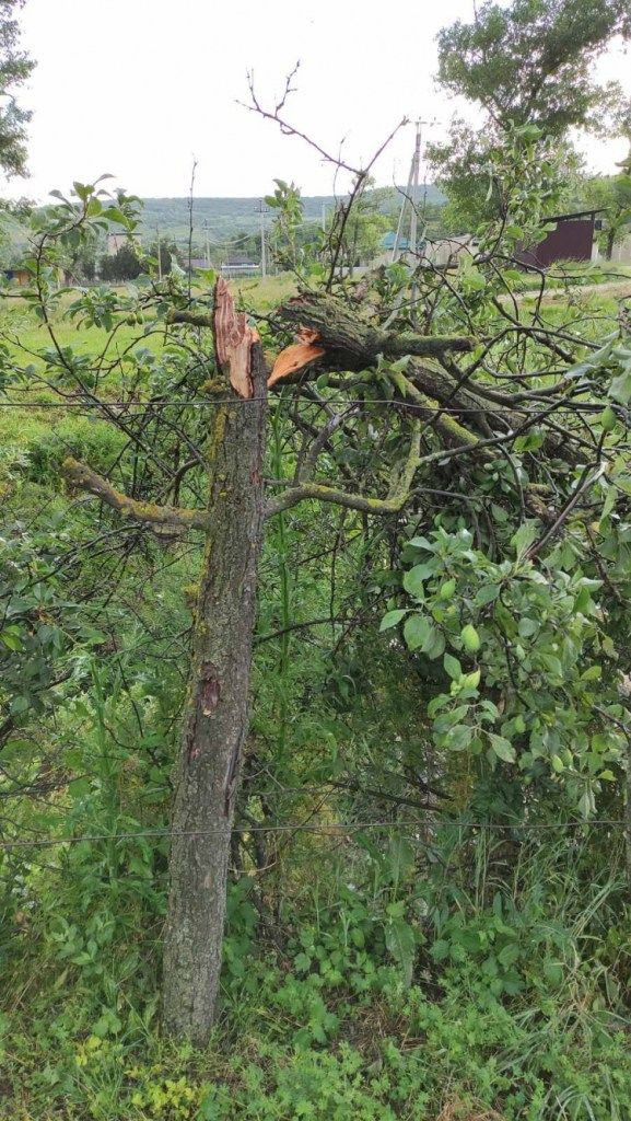 Prăpăd la Ungheni: Ploaia cu grindină a distrus grădini și a rupt copaci