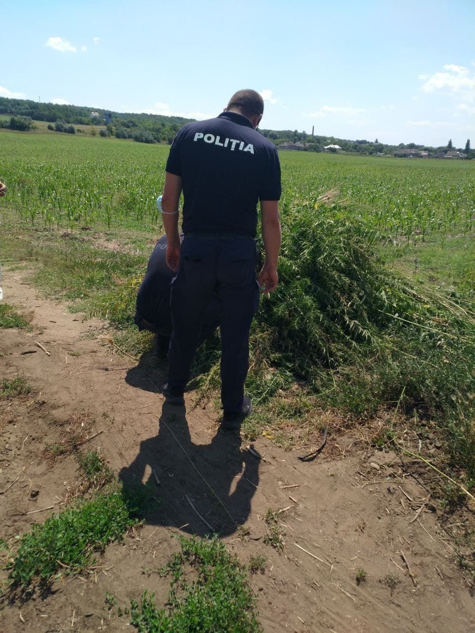Un lot neîngrijit de circa 1 hectar cu cânepă, distrus de carabinieri