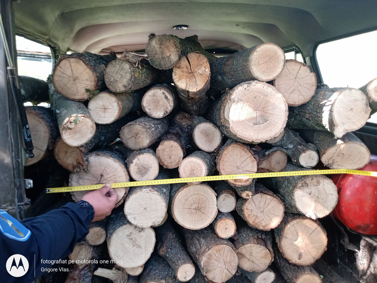 Tăieri ilegale la Nisporeni: Mai mulți stejari și frasini, defrișați