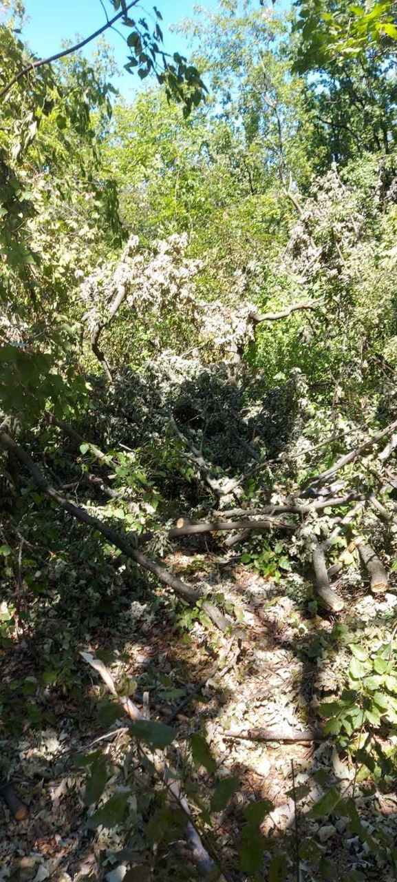 12 arbori, defrișați ilegal la Fălești: Oamenii legii, sesizați