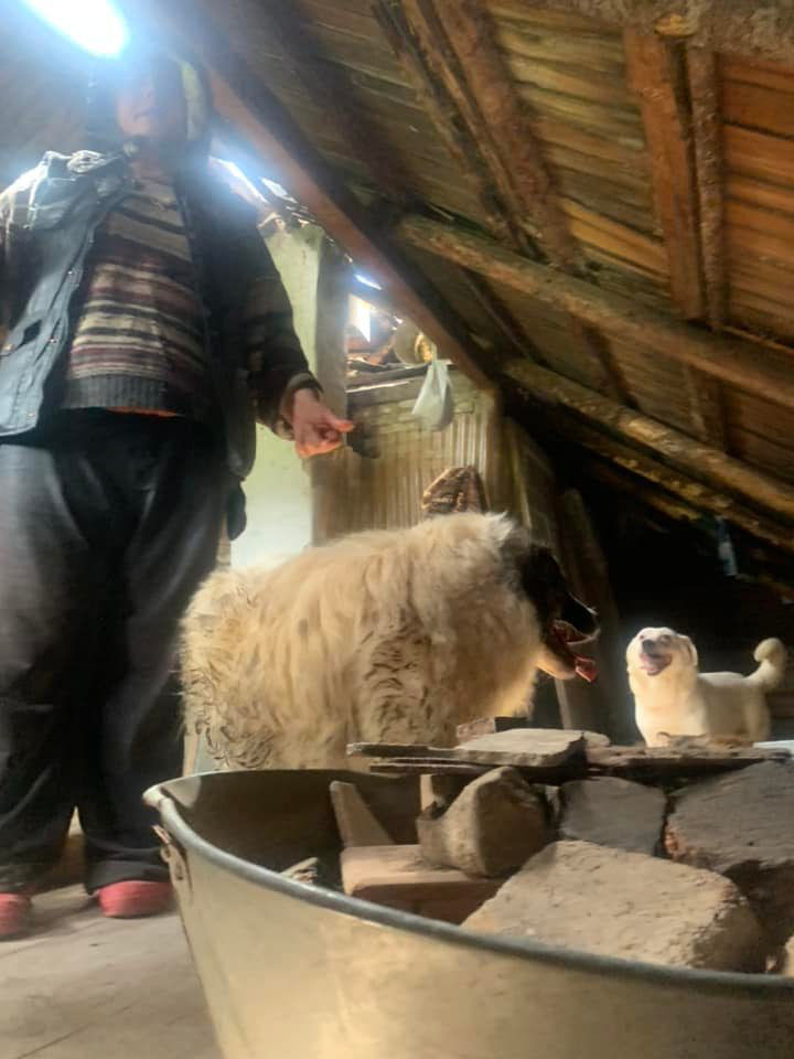 O femeie din Suceava a trăit trei ani închisă în podul casei cu câinii