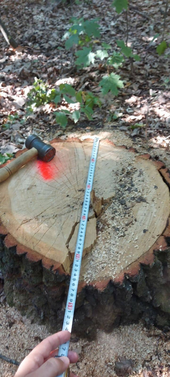 12 arbori, defrișați ilegal la Fălești: Oamenii legii, sesizați