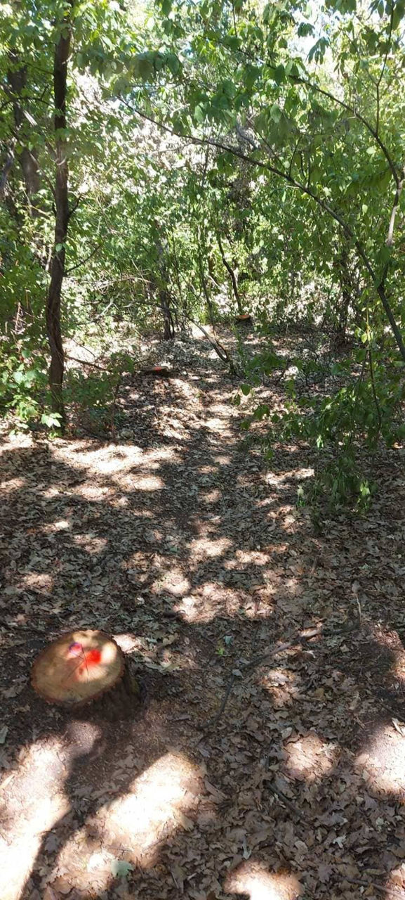 12 arbori, defrișați ilegal la Fălești: Oamenii legii, sesizați