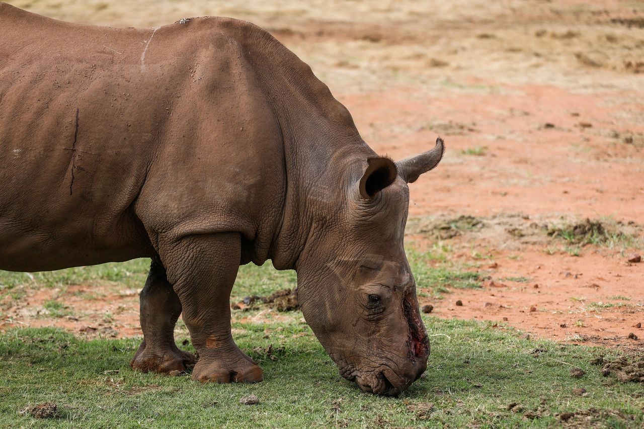 Un rinocer s-a întors în sălbăticie după 6 ani de tratament și 30 de operații