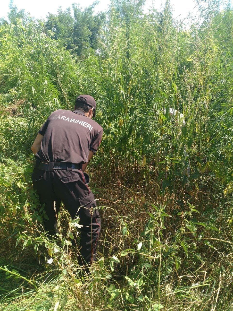 Un lot neîngrijit de circa 1 hectar cu cânepă, distrus de carabinieri