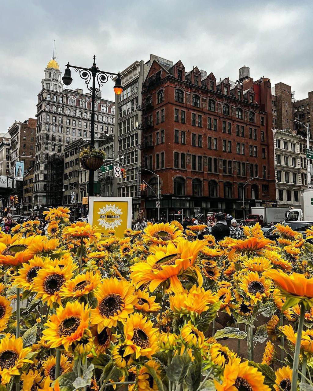 Ziua Unității Ucrainene, marcată la New York printr-o expoziție de floarea-soarelui