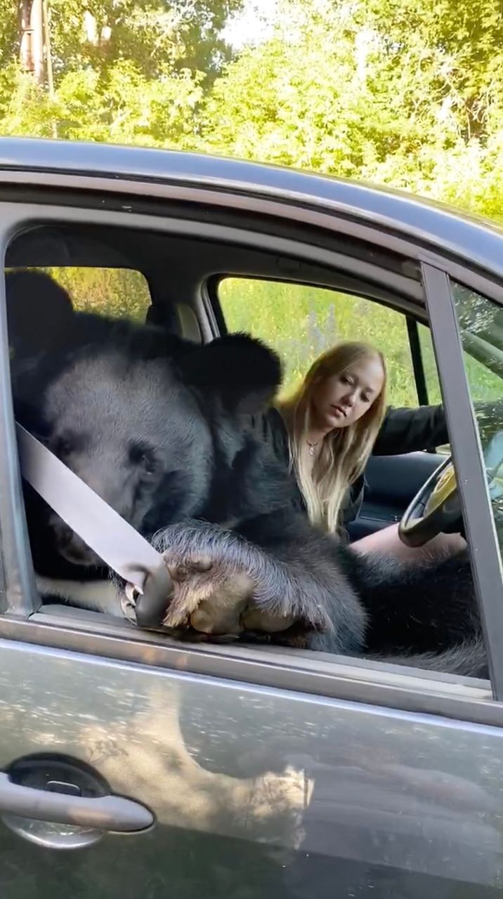Imagini uimitoare din Rusia: O tânără călătorește în mașină cu un urs