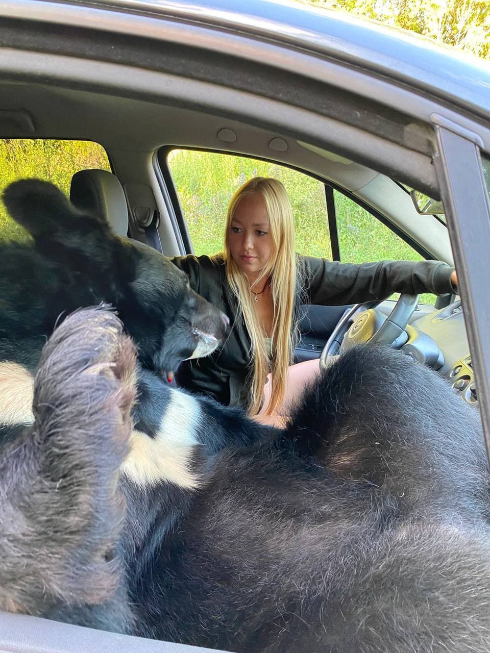 Imagini uimitoare din Rusia: O tânără călătorește în mașină cu un urs