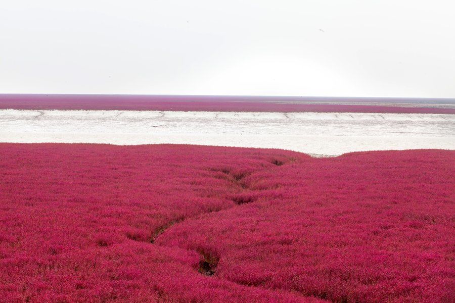 Imagini spectaculoase: Cum a apărut plaja roșie din China