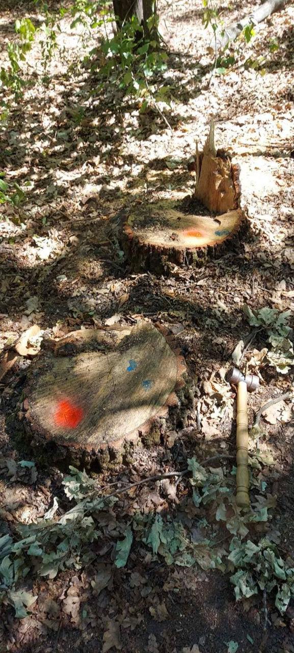 12 arbori, defrișați ilegal la Fălești: Oamenii legii, sesizați