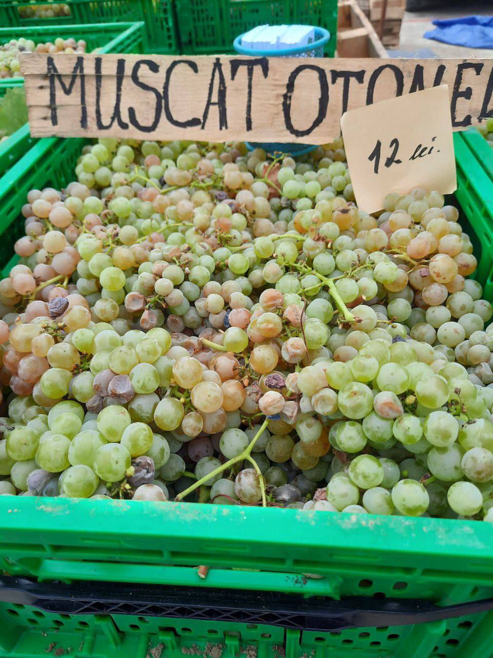 Iarmaroc la Piața Avicolă: Struguri și produse de vinificație