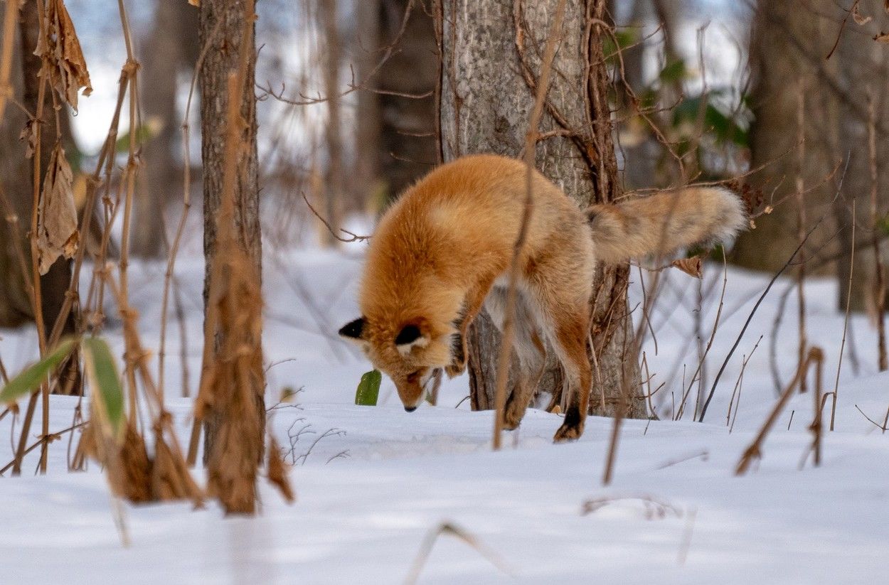 Imagini spectaculoase cu o vulpe care a pornit la vânătoare
