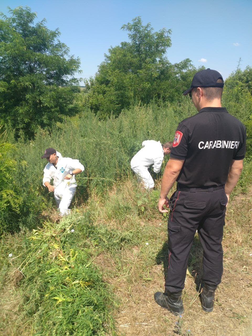 Un lot neîngrijit de circa 1 hectar cu cânepă, distrus de carabinieri