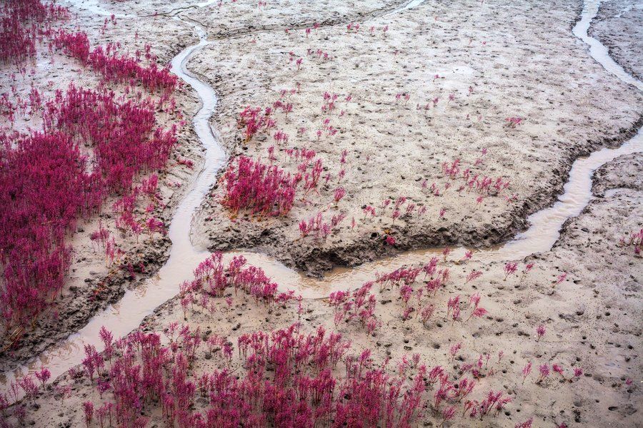 Imagini spectaculoase: Cum a apărut plaja roșie din China