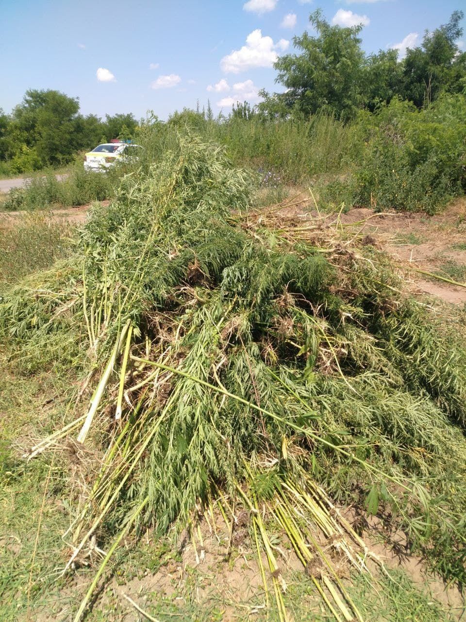 Un lot neîngrijit de circa 1 hectar cu cânepă, distrus de carabinieri