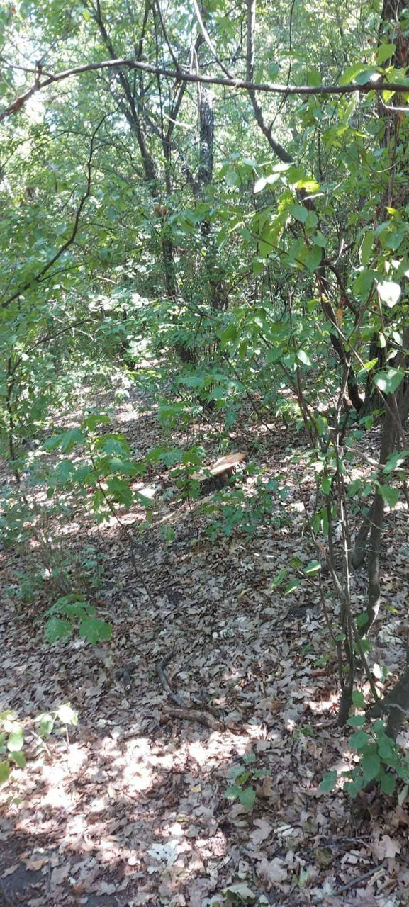 12 arbori, defrișați ilegal la Fălești: Oamenii legii, sesizați