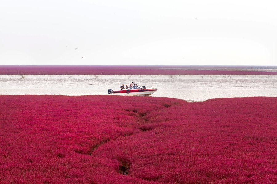 Imagini spectaculoase: Cum a apărut plaja roșie din China