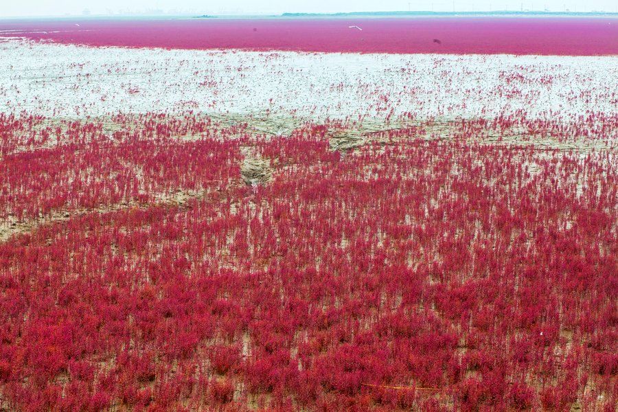 Imagini spectaculoase: Cum a apărut plaja roșie din China