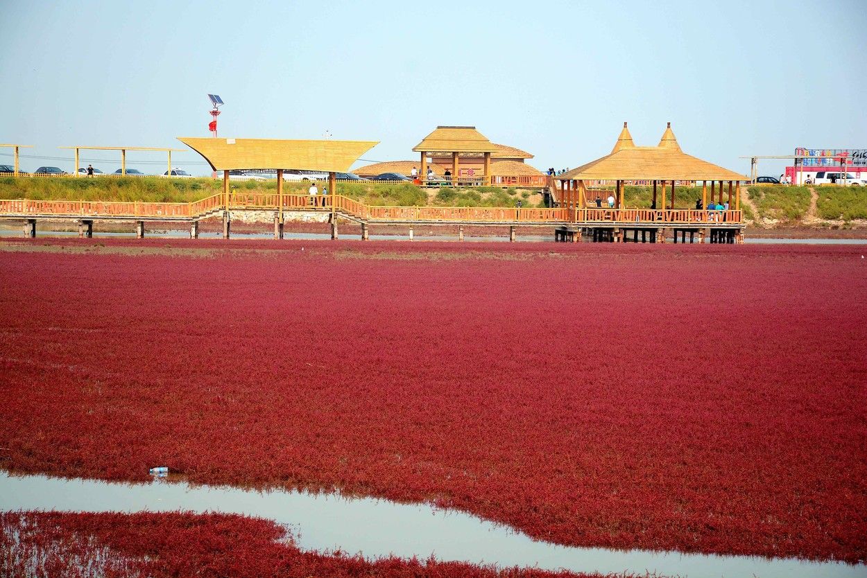 Imagini spectaculoase: Cum a apărut plaja roșie din China