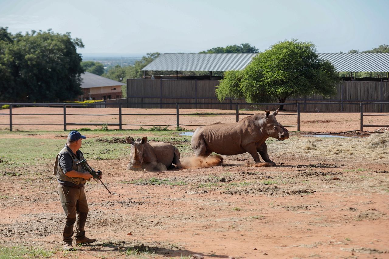 Un rinocer s-a întors în sălbăticie după 6 ani de tratament și 30 de operații