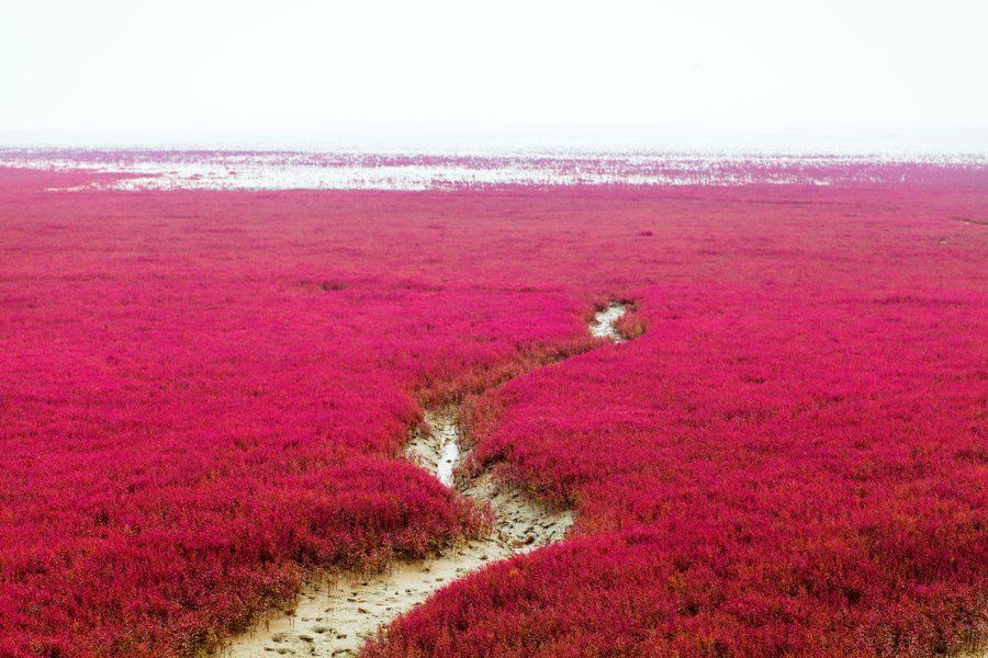 Imagini spectaculoase: Cum a apărut plaja roșie din China